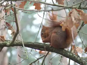 inventaires mammifères, bureau études écologie, naturaliste lucile Béguin