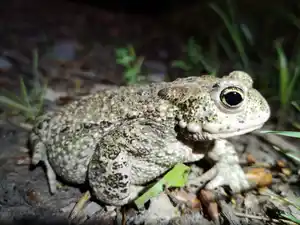 inventaire naturalistes bureau études écologie Lucile Béguin