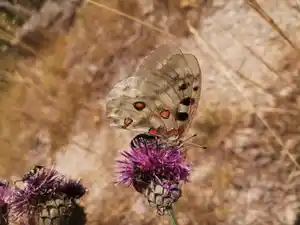 Papillons, inventaire bureau études environnement, écologie nature Lucile Béguin