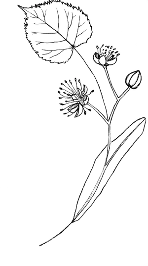 Botaniste écologue TILIA NATURE  lucile béguin